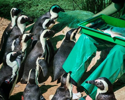 Marine life & Penguin Conservation 9