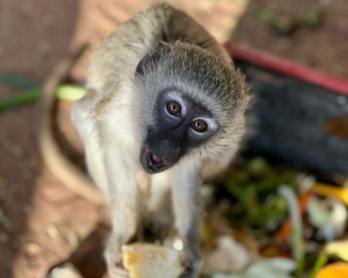 Vervet Monkey close up 2
